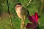 Birds In Nature Stock Photo