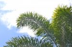 Green Leaf And Blue Sky Stock Photo