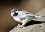 Beautiful Isolated Image Of A Cute Black-capped Chickadee Bird Stock Photo