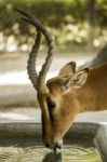 Impala Antelope Drinking Water Stock Photo