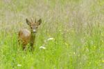 Deer Stock Photo