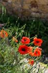 Poppies Flowering Along The Roadside In Val D'orcia Tuscany Stock Photo