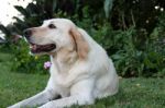 Portrait Of White Labrador Dog In The Garden Stock Photo