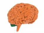 Human Brain 3d Model Stock Photo