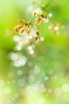 Closeup Of Beautiful Poaceae With Dew On Blurred Bokeh Backgroun Stock Photo