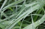 Dew On The Grass Stock Photo