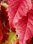 Red Grape Leaves Stock Photo