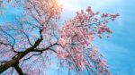 Cherry Blossom With Soft Focus, Sakura Season In Spring Stock Photo