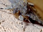 Moth Resting On The Wall Stock Photo