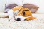 Dog Lying On Soft Carpet After Training Stock Photo