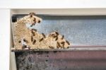 Wasp Nest With Wasps Sitting On It. Wasps Polist Stock Photo