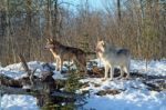 Alpha Male & Female Wolves Stock Photo