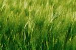 Green Field Of Barley Stock Photo