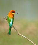 Chestnut-headed Bee-eater Stock Photo