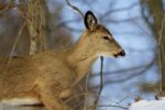 Beautiful Picture With The Cute Wild Deer Stock Photo