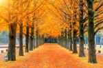 Row Of Yellow Ginkgo Tree In Nami Island, Korea Stock Photo