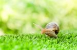 Snail Crawling Stock Photo