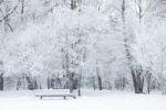 Snowy Weather In Park Stock Photo