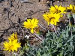 Gold Coin, Mediterranean Beach Daisy (asteriscus Maritimus, Bubo Stock Photo