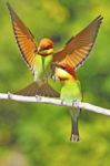 Chestnut-headed Bee Eater Stock Photo