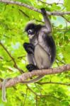 Dusky Leaf Monkey Or Trachypithecus Obscurus On Tree Stock Photo