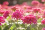 Pink Gerberas With Beautiful Stock Photo