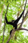 Black Gibbon Climbing Tree Stock Photo