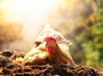 Relaxing Of Chicken Hen Lying In Dirt Soil Against Beautiful Sun Stock Photo