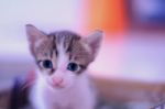 Cute Baby Cat Stock Photo