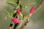 Soft Pink Desert Rose Flowers Stock Photo