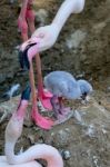 Fuengirola, Andalucia/spain - July 4 : Greater Flamingos (phoeni Stock Photo