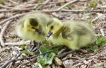 Beautiful Isolated Picture Of Two Cute Funny Chicks Of Canada Geese Stock Photo