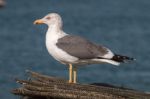 Seagull In The Seashore Stock Photo