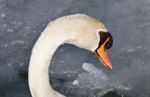 Beautiful Picture With A Mute Swan Drinking Water Stock Photo