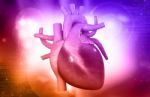 Human Heart Stock Photo