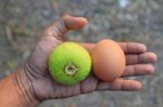 Green Fig Fruit And Egg Stock Photo