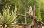 One Meerkat Looking Around Stock Photo