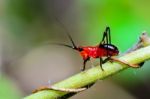 Conocephalus Melas Tiny Red Cricket Stock Photo