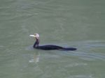 Strange Swan Stock Photo