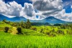 Rice Fields In Bali Island, Indonesia Stock Photo