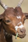 Brown Goat In A Pasture Stock Photo