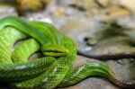 Red-tailed Green Ratsnake Stock Photo