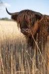 Highland Cow On The Farm Stock Photo