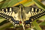 Swallowtail (papilio Machaon) Butterfly Insect Stock Photo