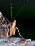 Portrait Of A Butterfly Stock Photo