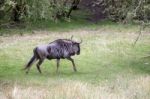 Blue Wildebeest Or Brindled Gnu (c. Taurinus) Stock Photo