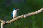 Collared Kingfisher Stock Photo