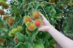 Red Rambutans On Tree Branch Stock Photo