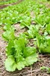 Fresh Lettuce In The Farm  Stock Photo