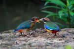 Mangrove Pitta Feeding Stock Photo